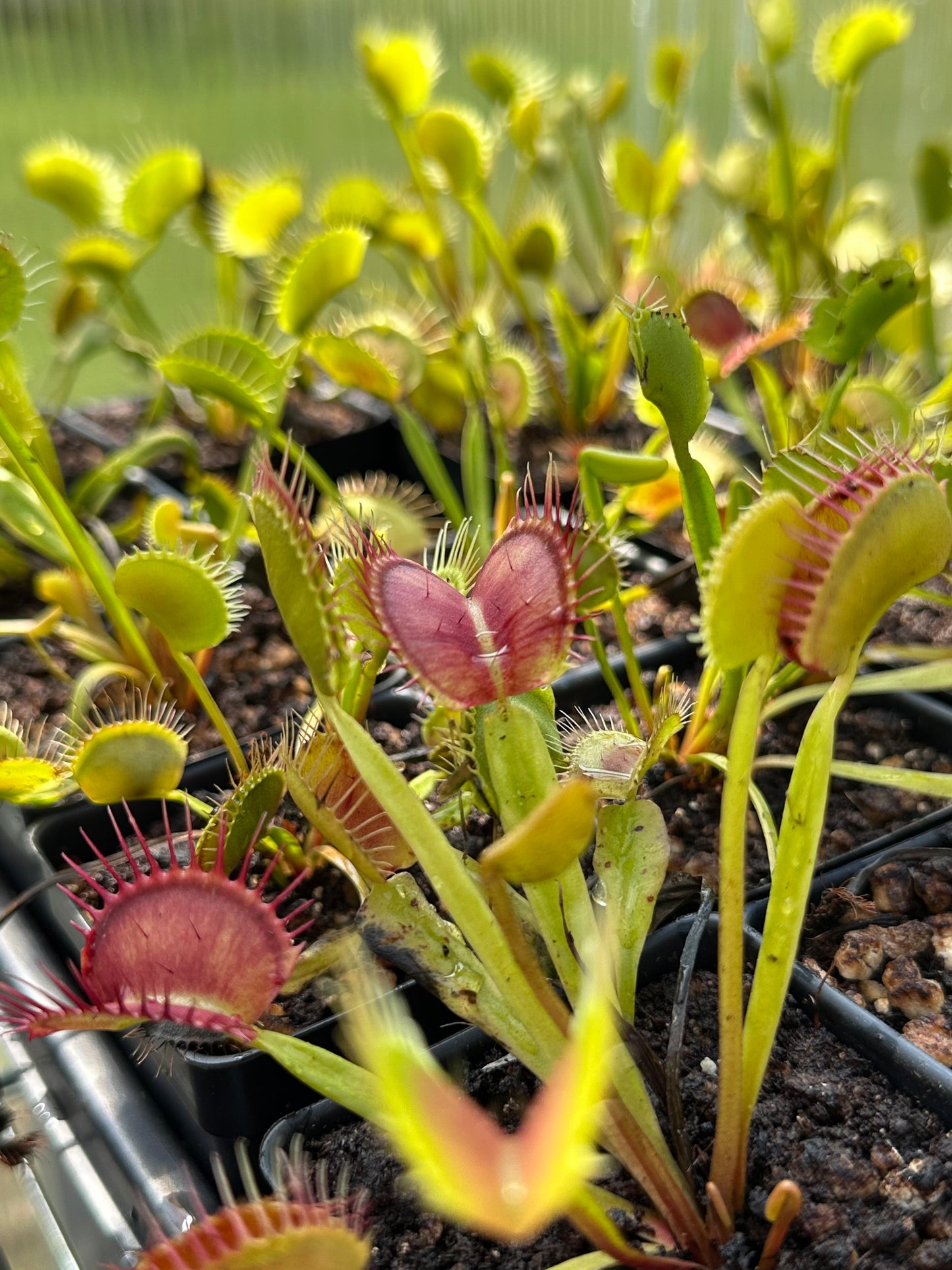 Venus Flytrap "Typical Form"