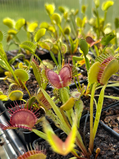 Venus Flytrap "Typical Form"