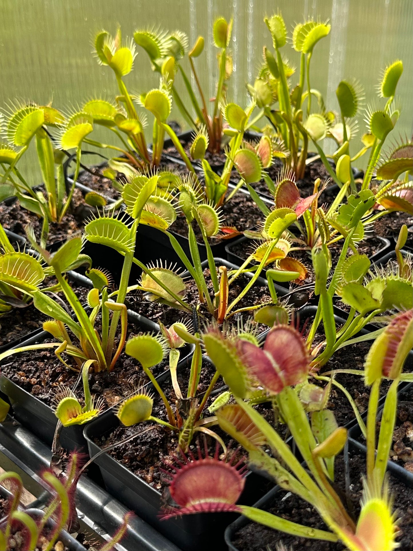 Venus Flytrap "Typical Form"