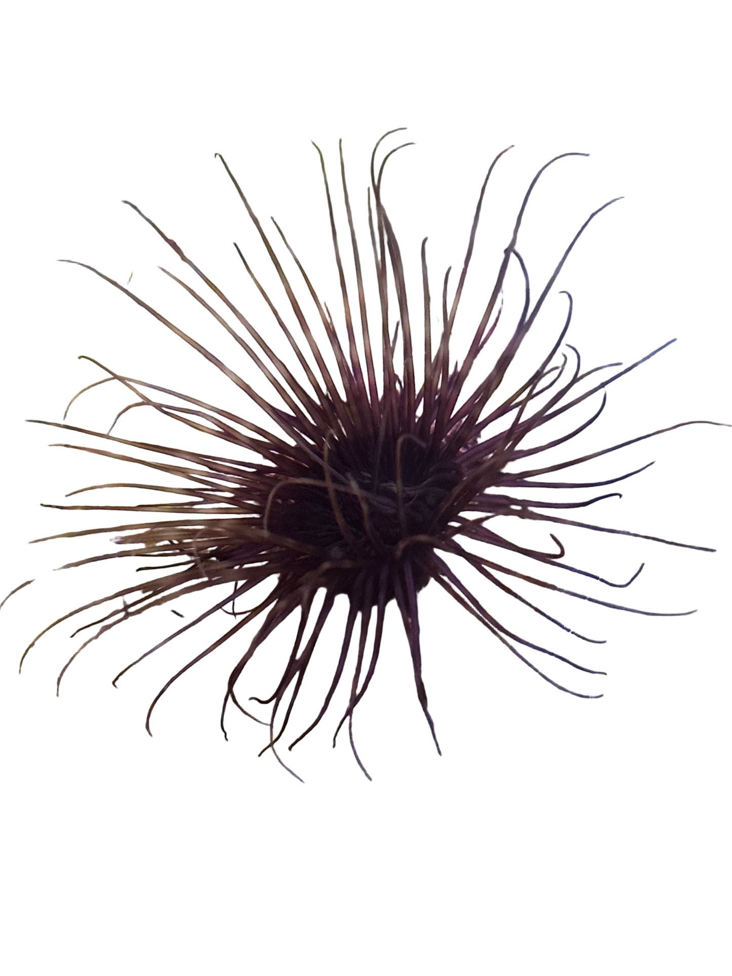 Purple Tube Anemone