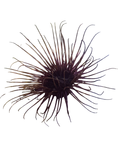 Purple Tube Anemone