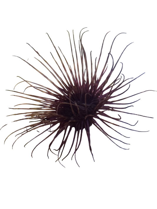 Purple Tube Anemone