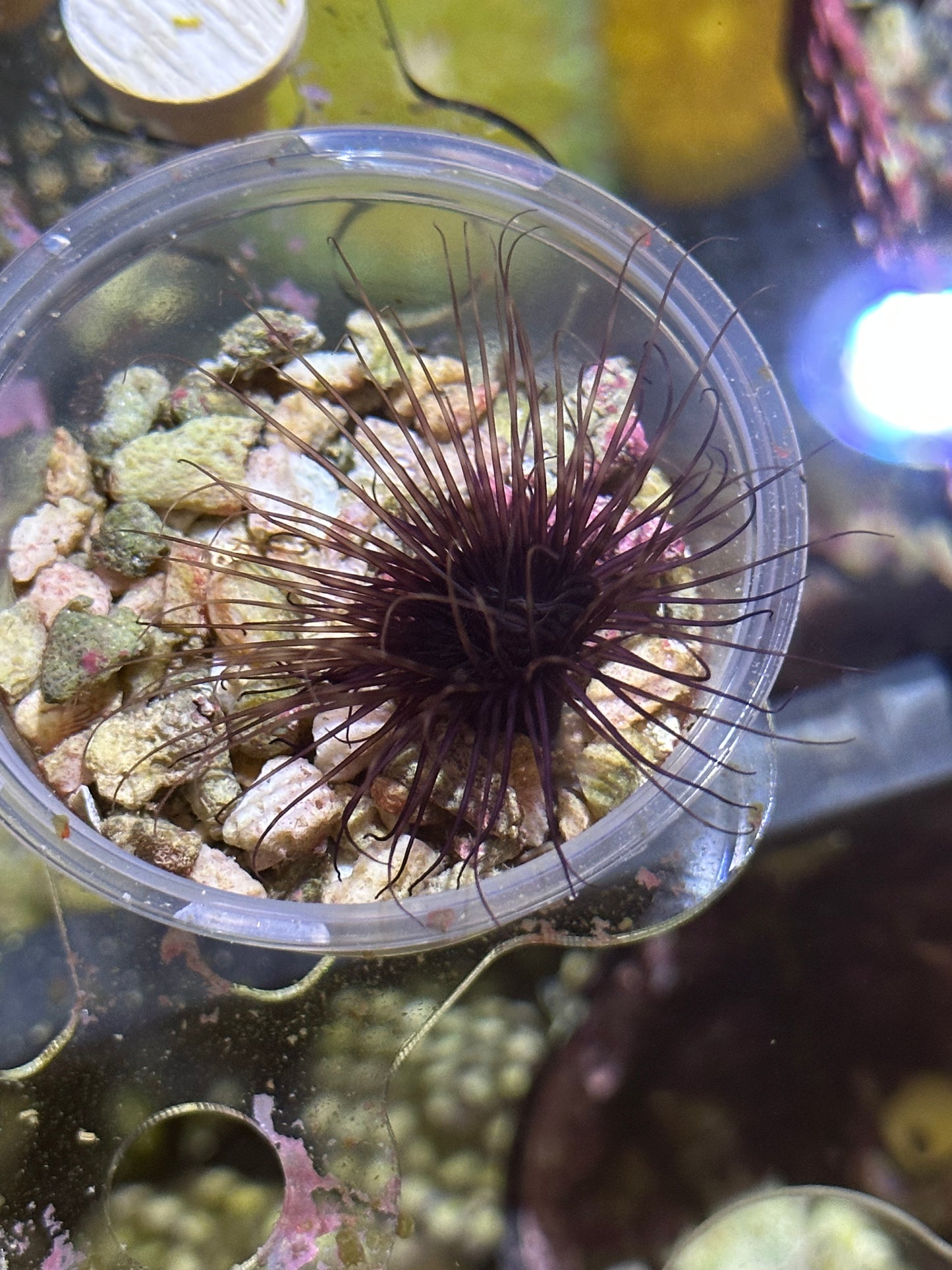 Purple Tube Anemone