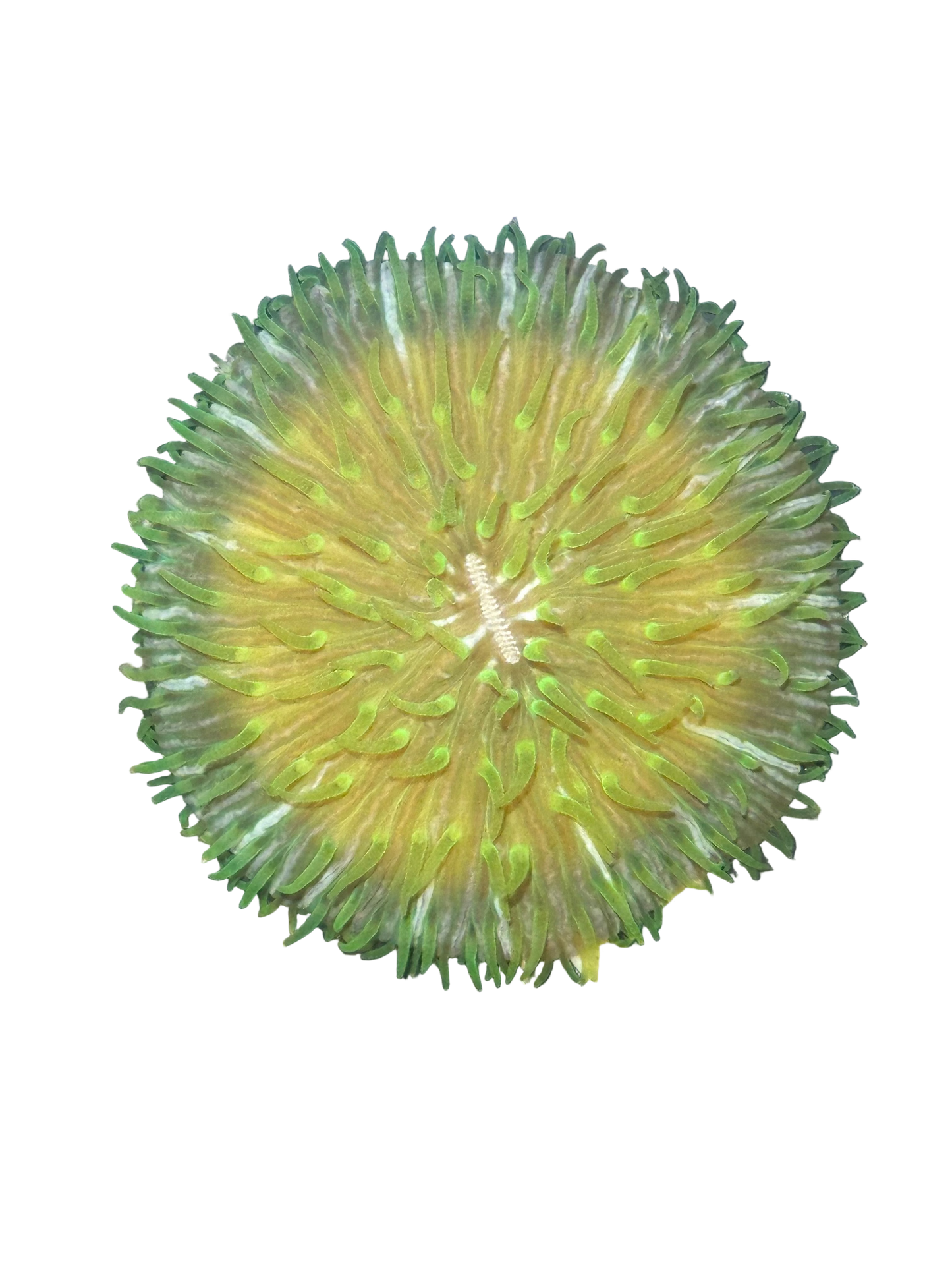 Blue/Green Fungia Plate Coral - WYSIWYG