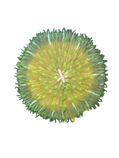 Blue/Green Fungia Plate Coral - WYSIWYG