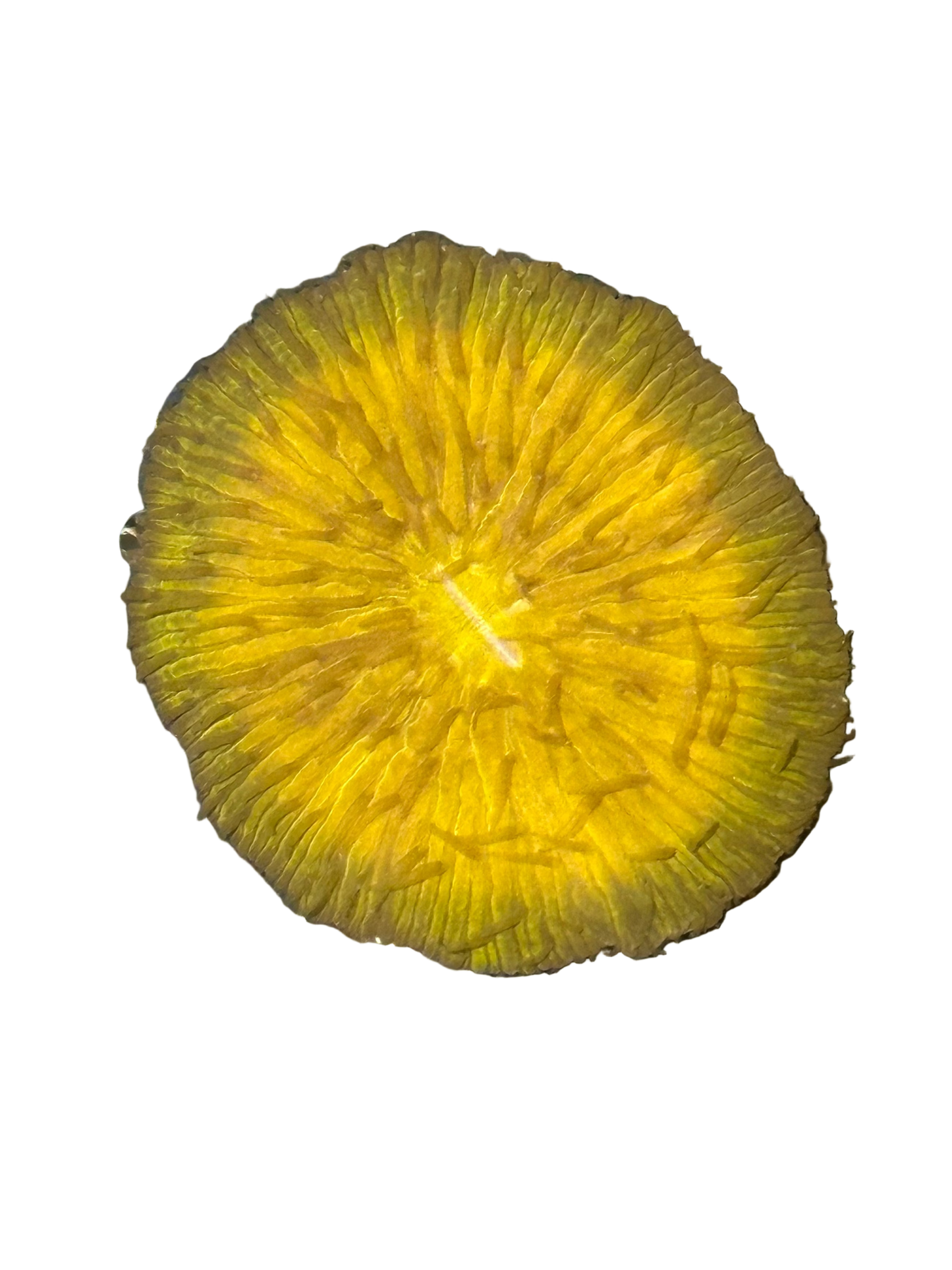 Orange Fungia Plate Coral - WYSIWYG