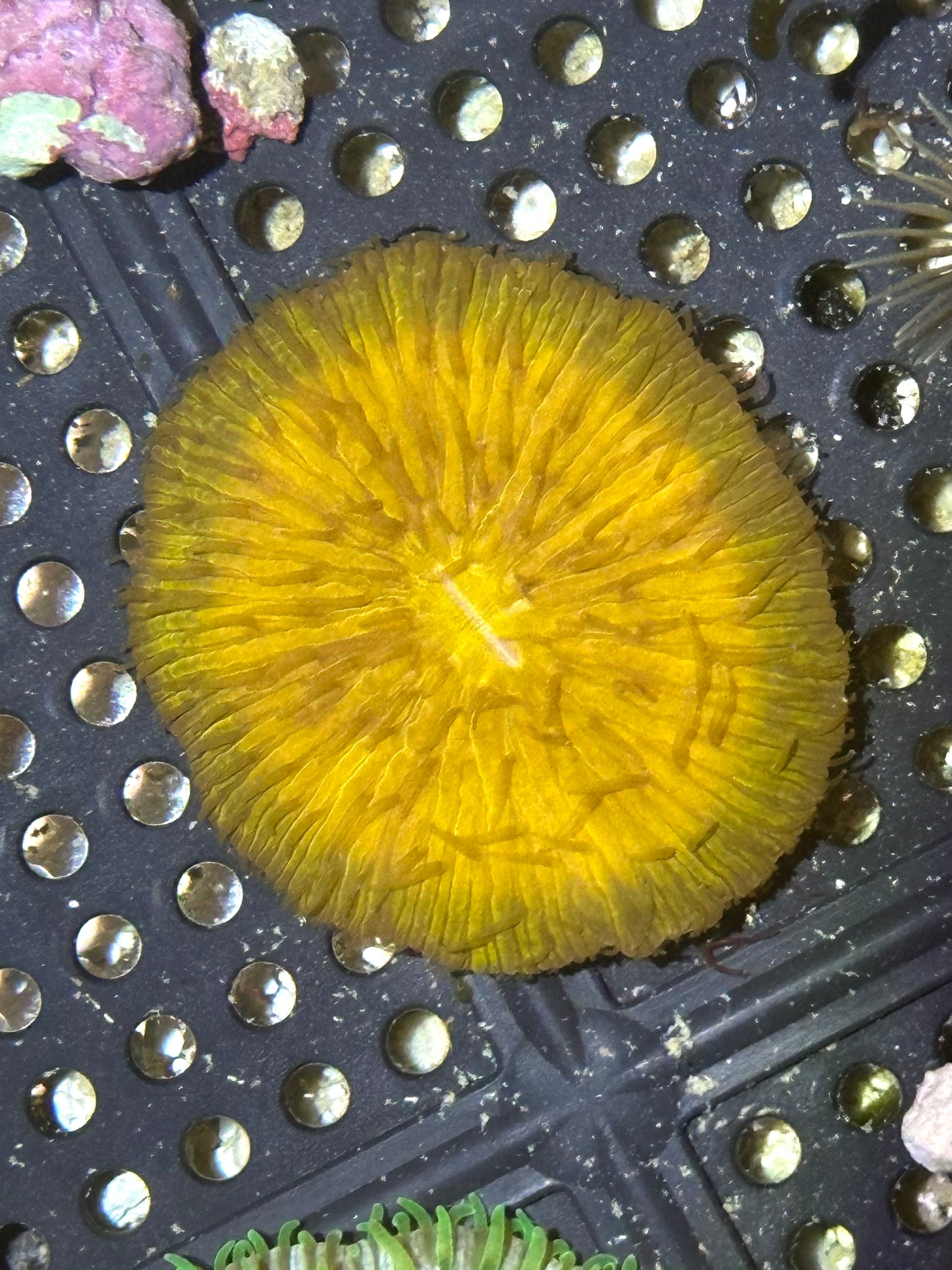 Orange Fungia Plate Coral - WYSIWYG