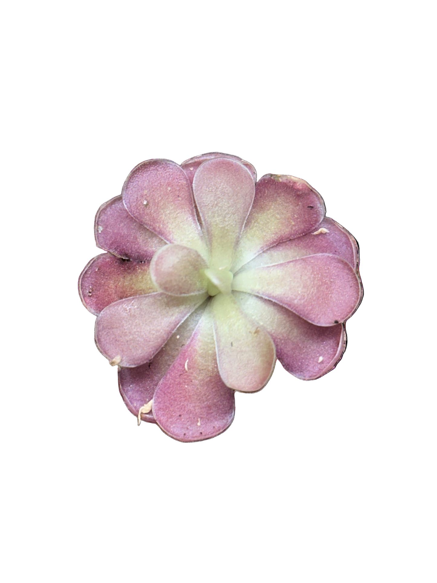 Pinguicula 'Johanna'