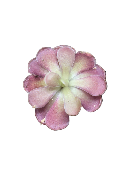 Pinguicula 'Johanna'