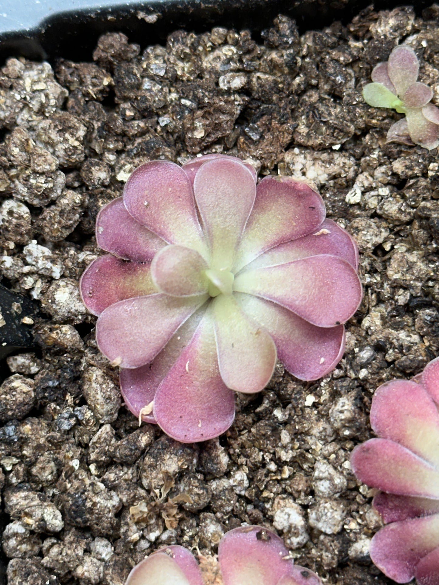 Pinguicula 'Johanna'