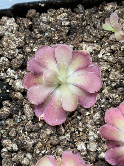 Pinguicula 'Johanna'