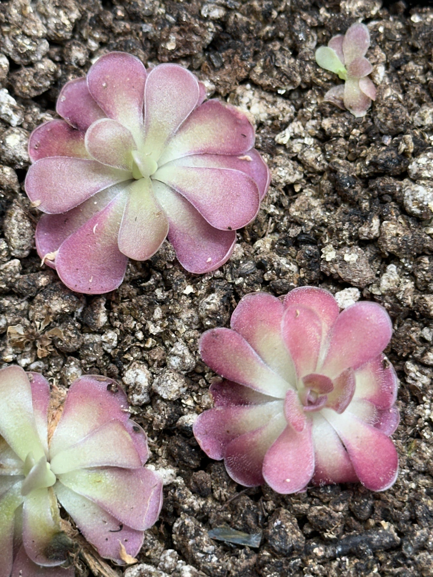Pinguicula 'Johanna'