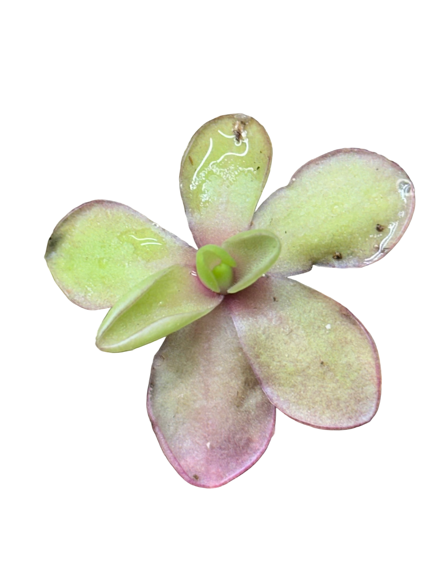 Pinguicula 'Razzberry Blonde'