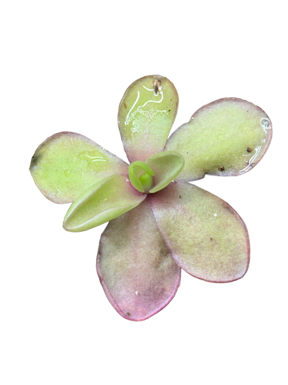 Pinguicula 'Razzberry Blonde'
