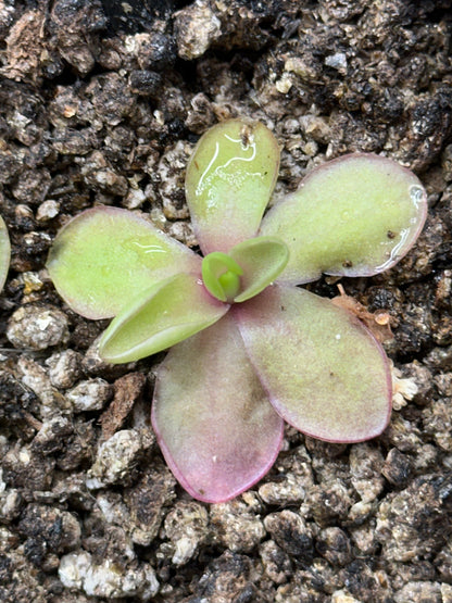 Pinguicula 'Razzberry Blonde'