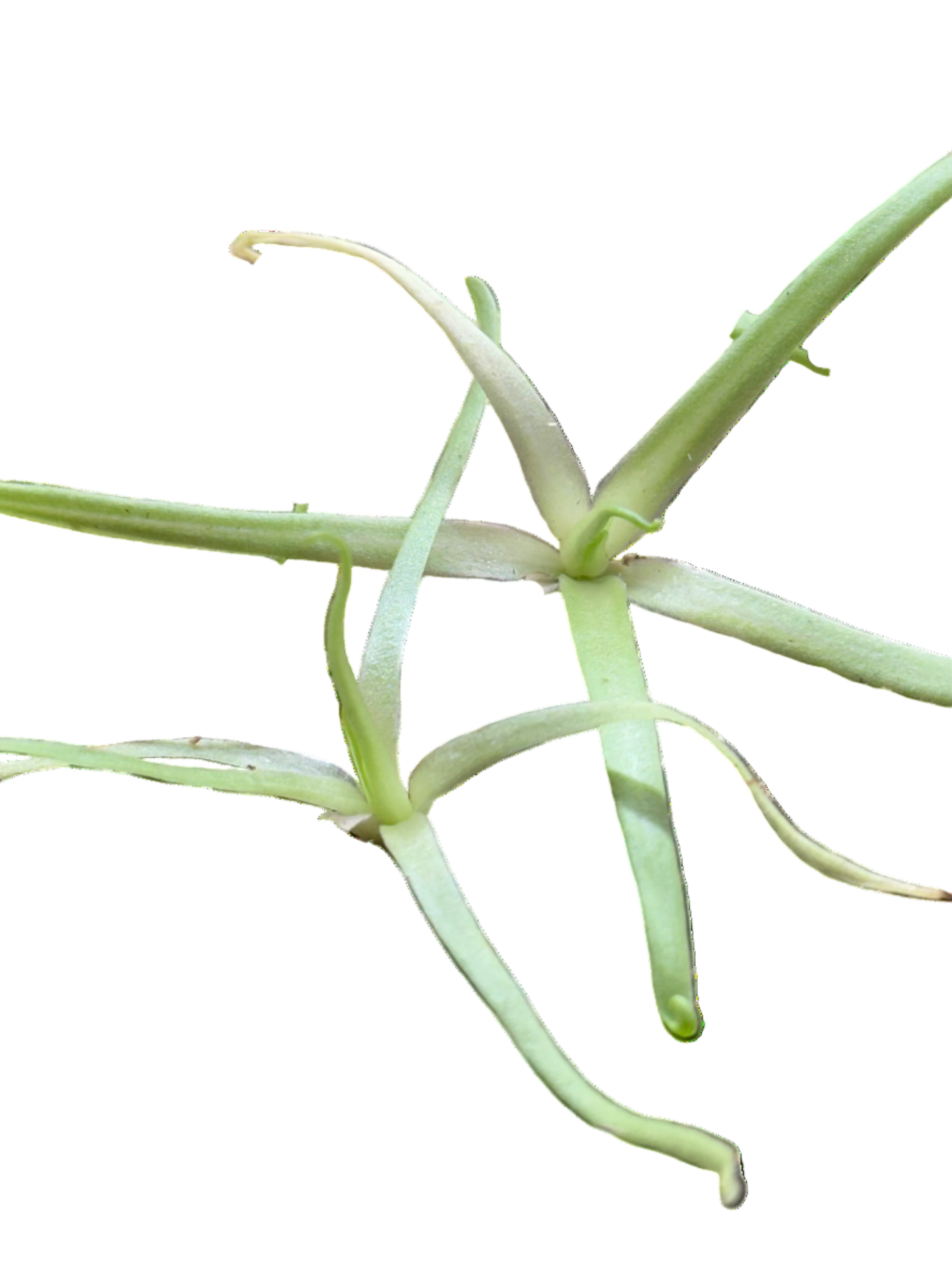 Pinguicula moctezumae