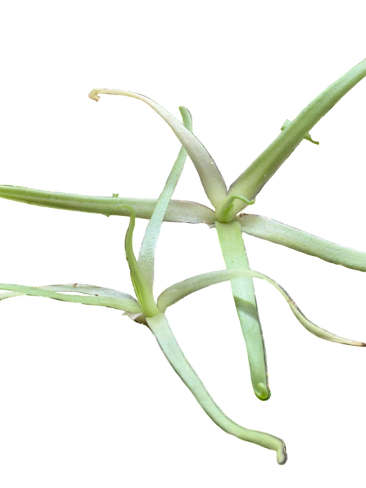 Pinguicula moctezumae