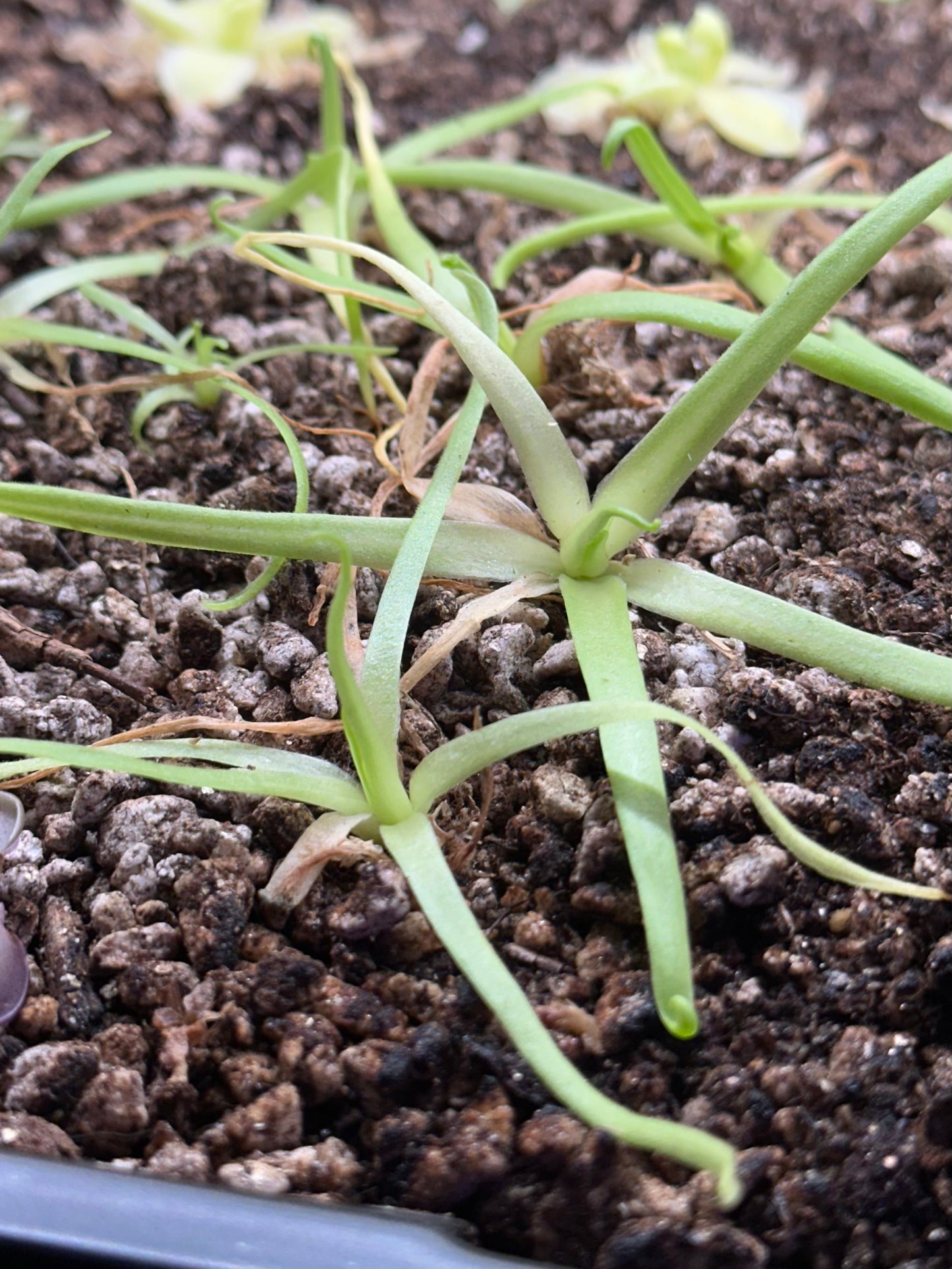 Pinguicula moctezumae