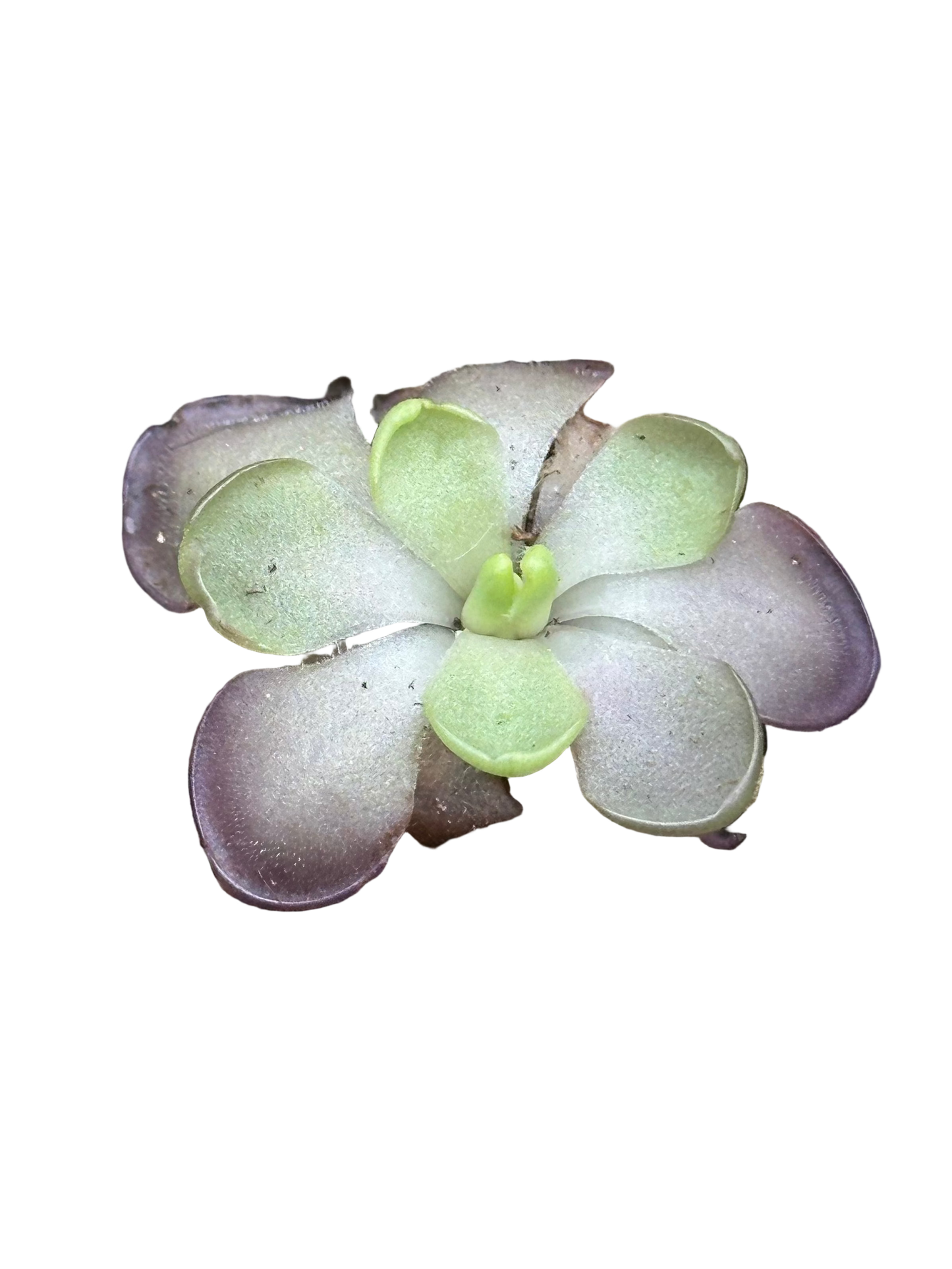 Pinguicula 'Leilani'