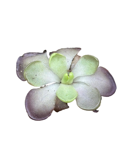 Pinguicula 'Leilani'