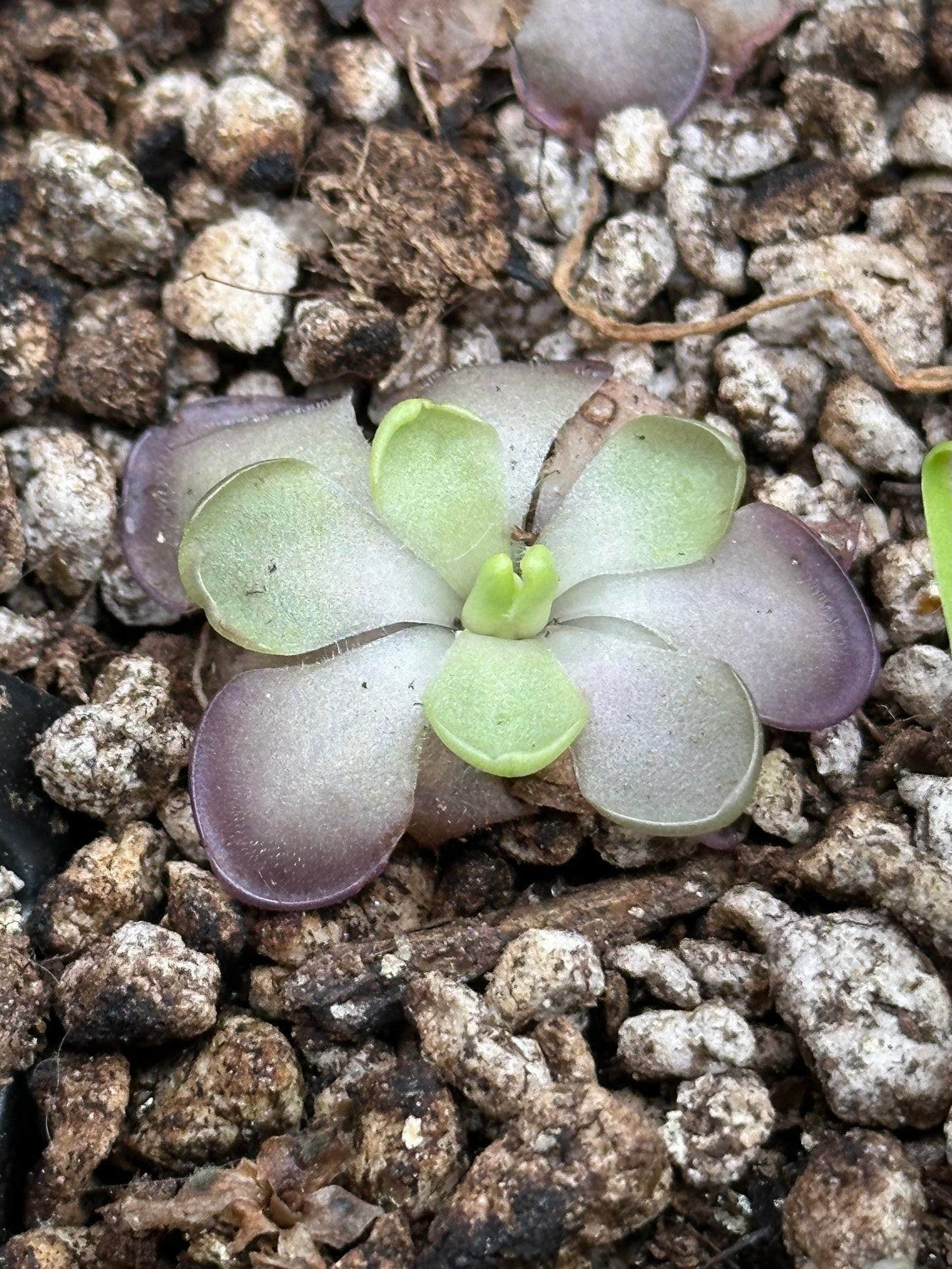 Pinguicula 'Leilani'