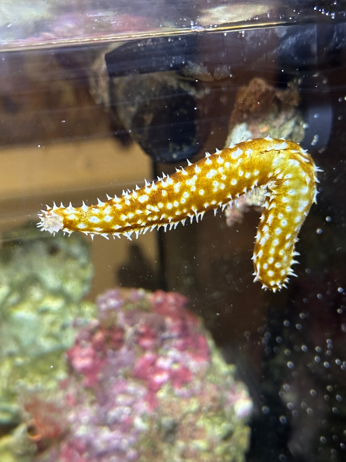 Tiger Tail Sea Cucumber