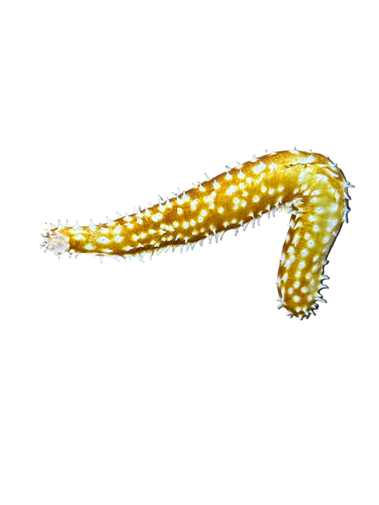 Tiger Tail Sea Cucumber