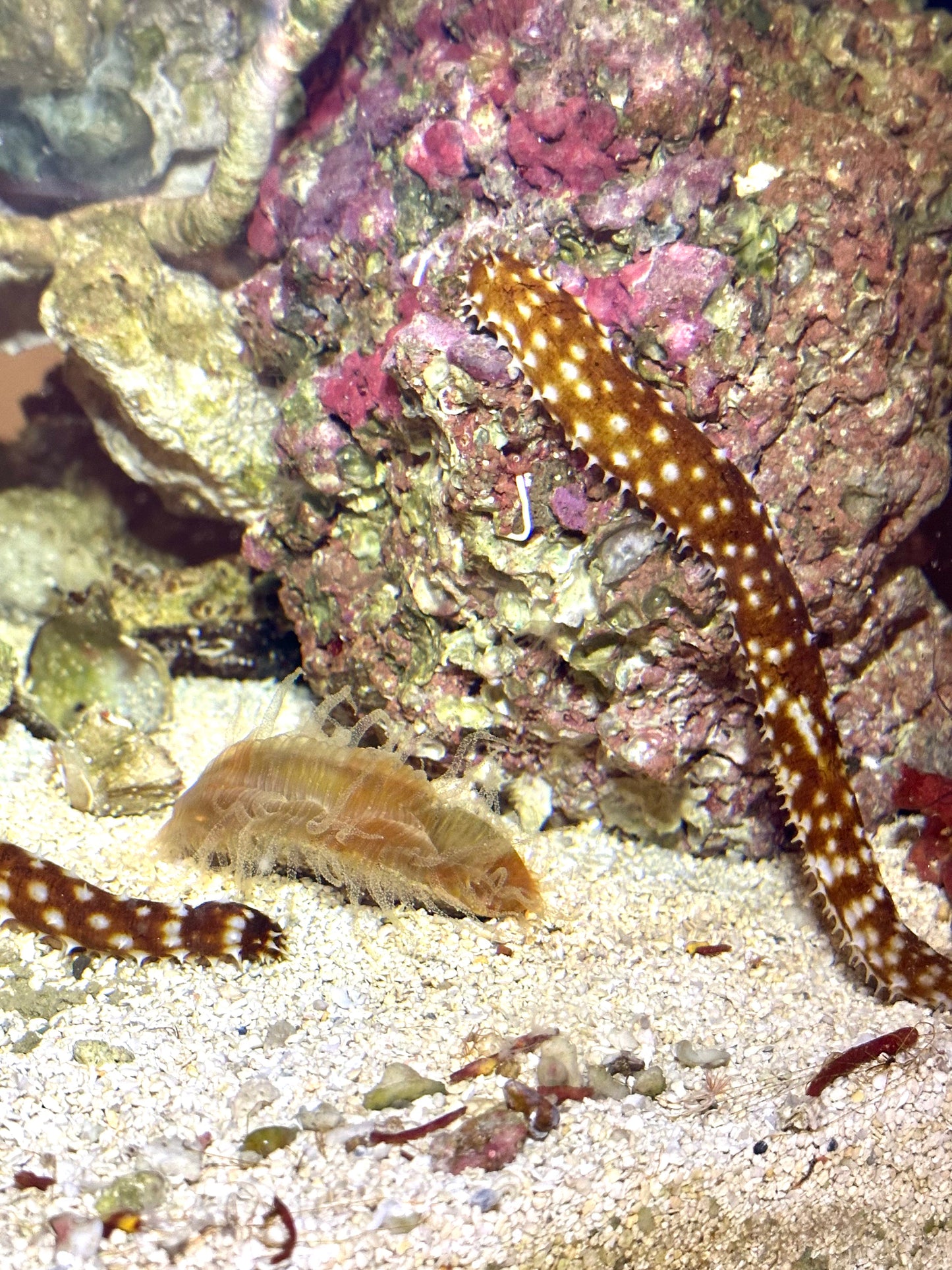 Tiger Tail Sea Cucumber