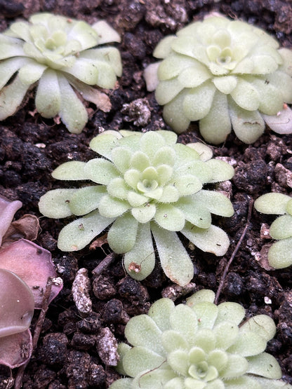 Pinguicula agnata 'True Blue' x hemiepiphytica