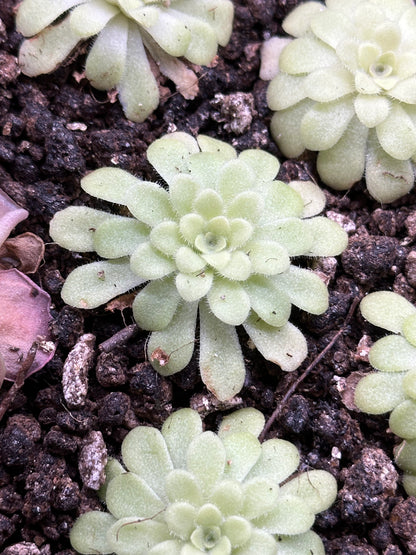 Pinguicula agnata 'True Blue' x hemiepiphytica
