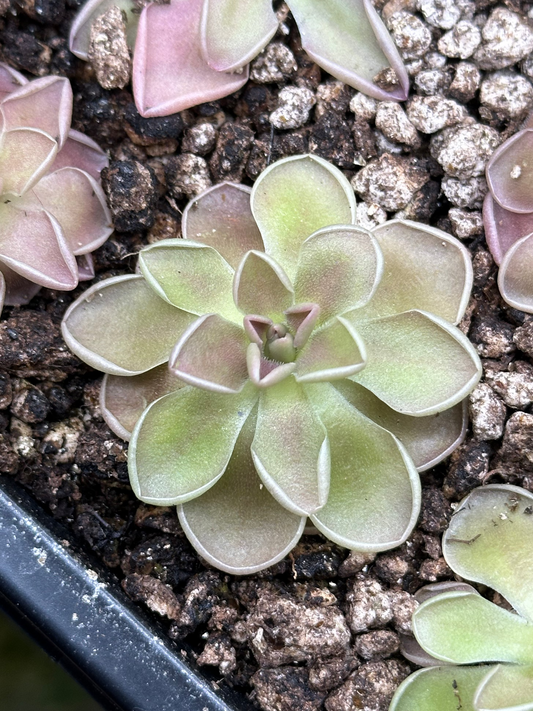 Pinguicula ehlersiae x mesophitica