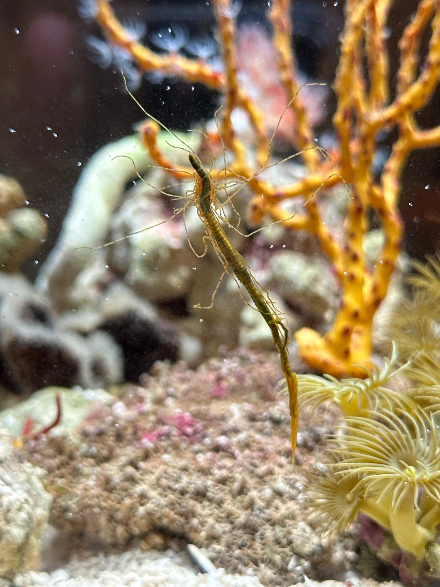 Spaghetti Worm - Cleanup Crew Pack of 3