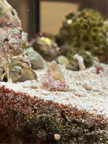 Cream Colored Encrusting Sponge