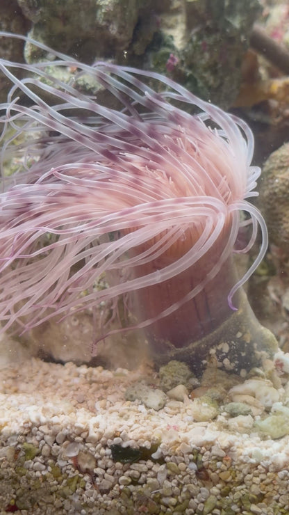 WYSIWYG Pink/Purple Tube Anemone